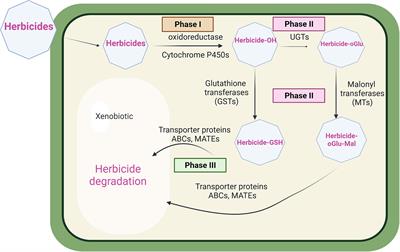 ABC transporters linked to multiple herbicide resistance in blackgrass (Alopecurus myosuroides)
